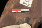 Foto (Detailansicht) von Myrica lignitum (Unger) Saporta (NHMW-GEO-2024-0188-0653)